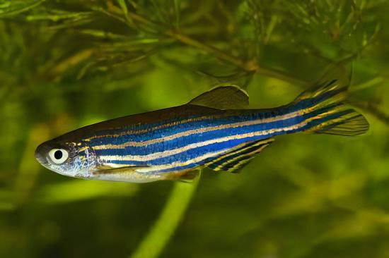 Zebra Danio Danio Rerio 2cm - Real Aquatics