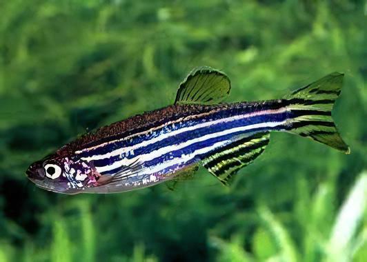 Zebra Danio Danio Rerio 2cm - Real Aquatics