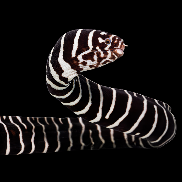 Zebra Eel Gymnomuraena Zebra - Real Aquatics