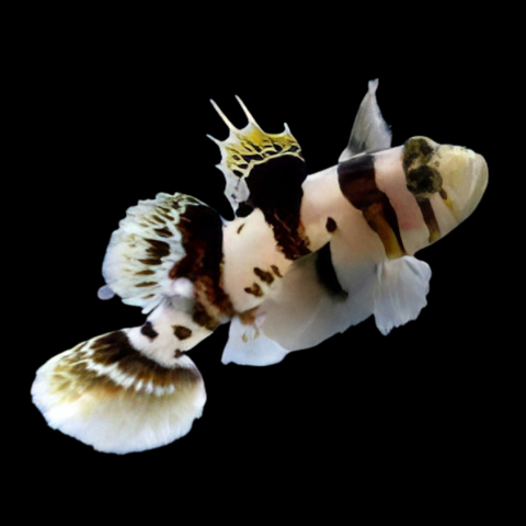 Marine Gobies
