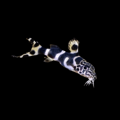 Synodontis