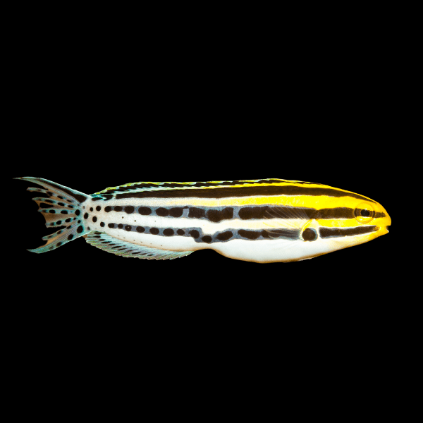Zebra Striped Fang Blenny Meiacanthus Grammistes - Real Aquatics