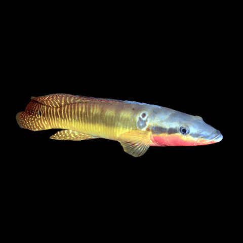 Pike Cichlid