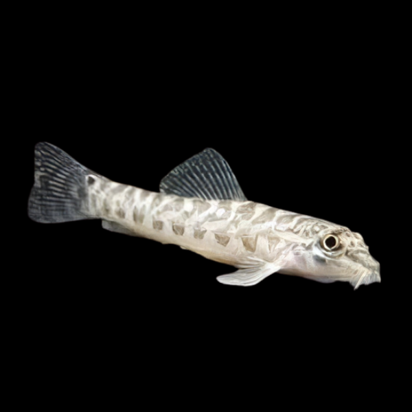 Zipper Loach Acanthocobitis Botia 4cm - Real Aquatics