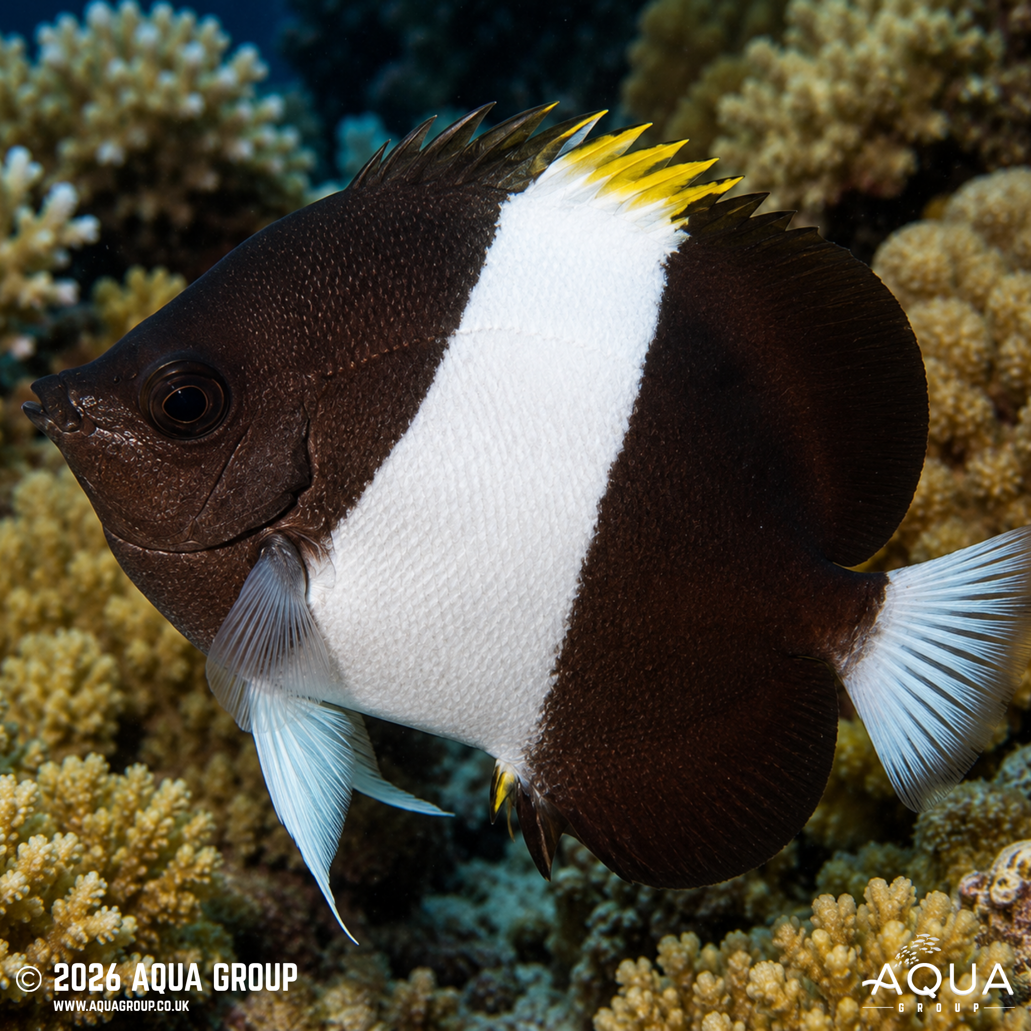 Zoster Butterflyfish (Hemitaurichthys zoster)