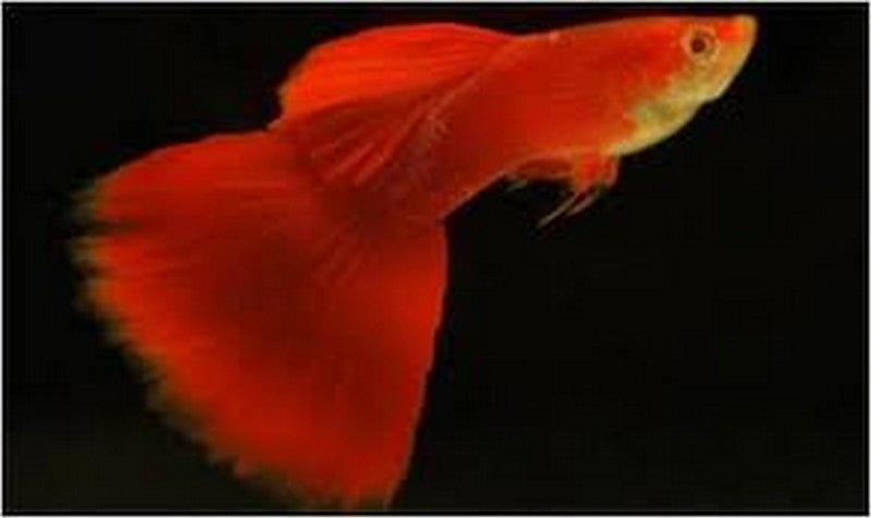 Neon Red Guppy