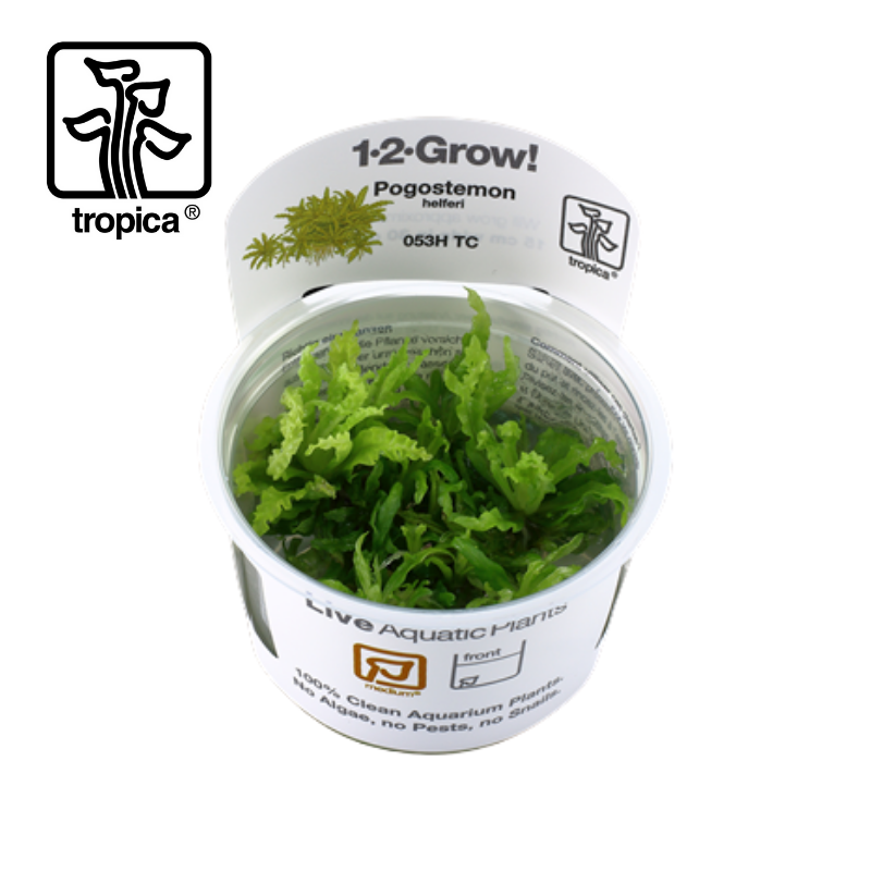 Tropica In-Vitro 1-2-Grow! Pogostemon Helferi