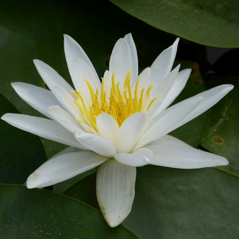 Nymphaea Alba White Lily Waterlily