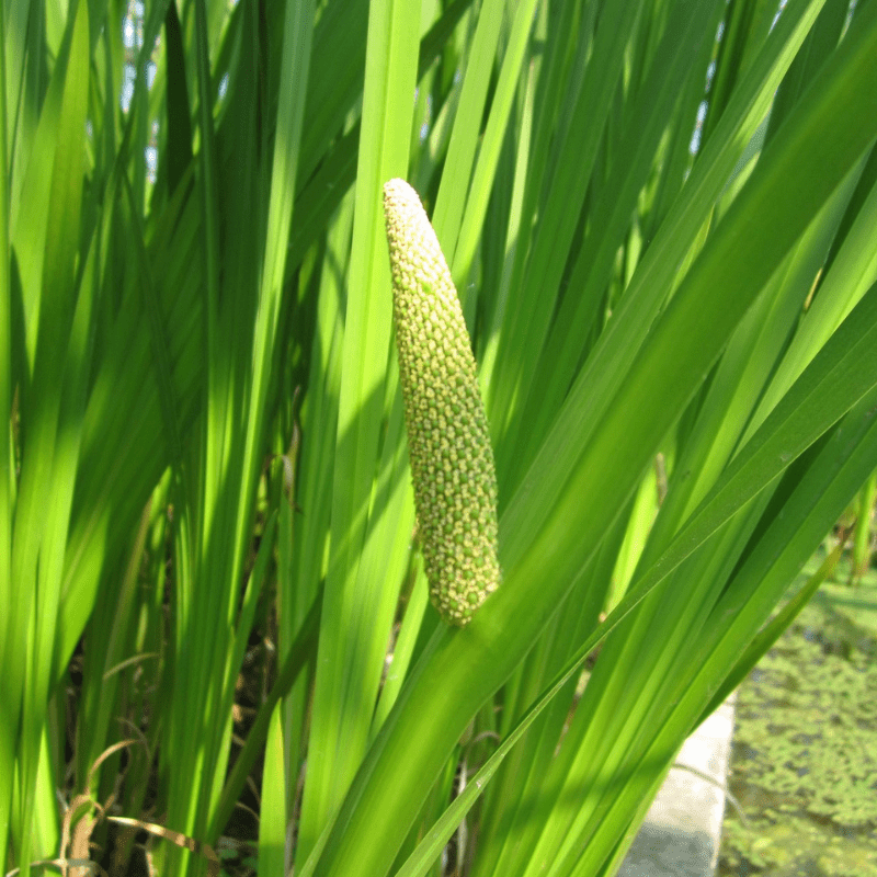 Acorus Calamus Sweet Flag