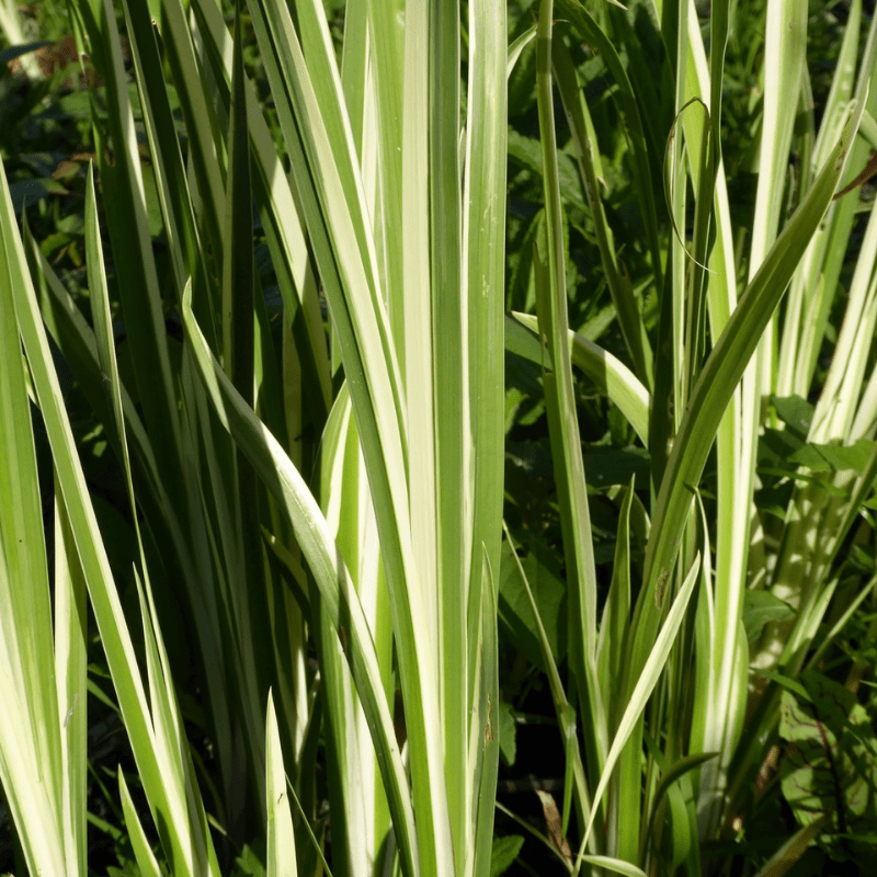 Acorus Calamus Variegatus Variegated Sweet Flag