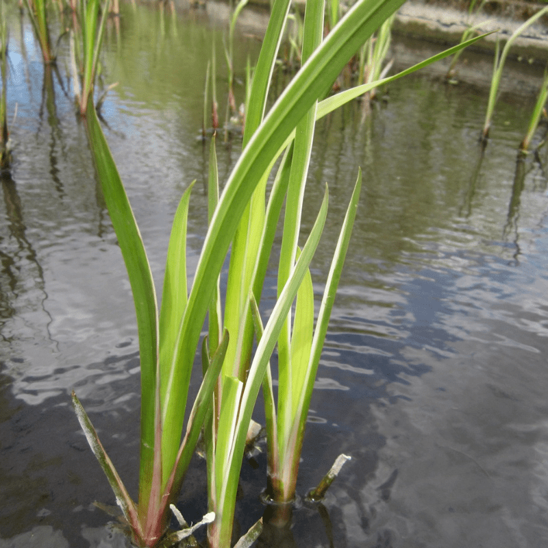 Acorus Calamus Variegatus Variegated Sweet Flag