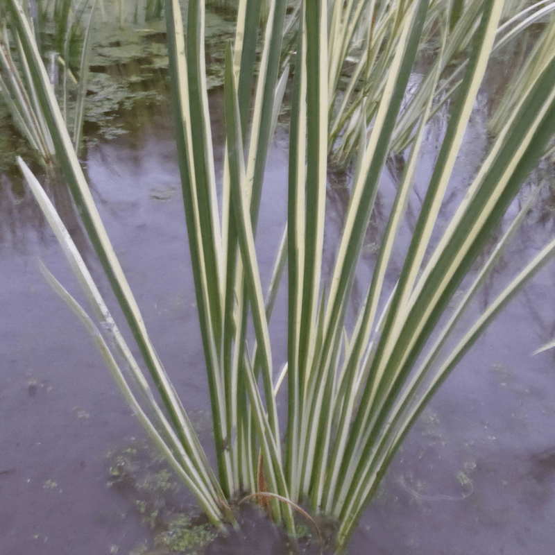 Acorus Calamus Variegatus Variegated Sweet Flag