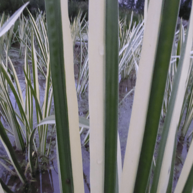 Acorus Calamus Variegatus Variegated Sweet Flag