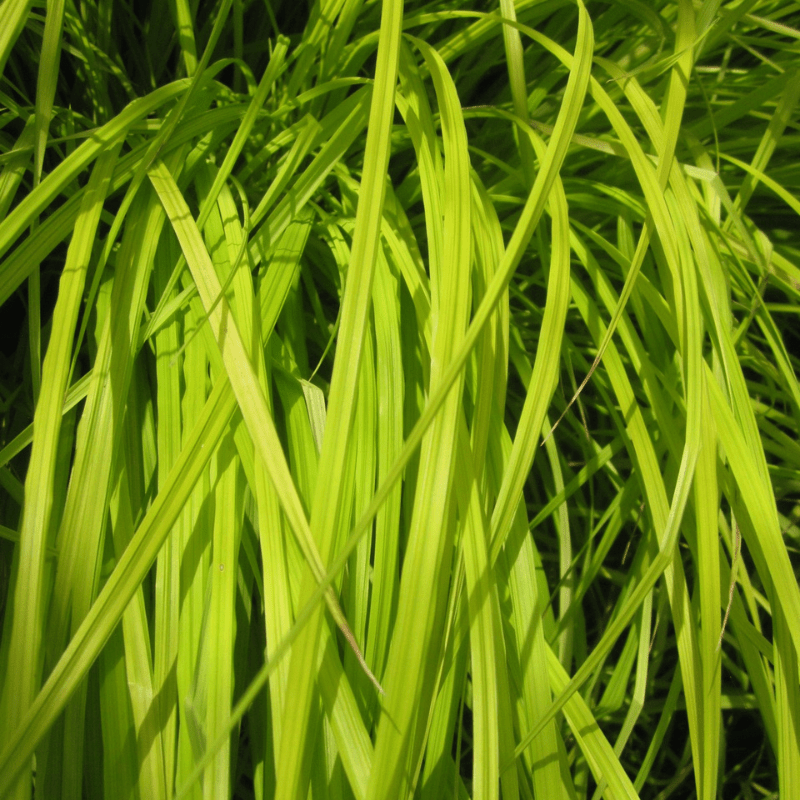 Carex Riparia Greater Pond Sedge