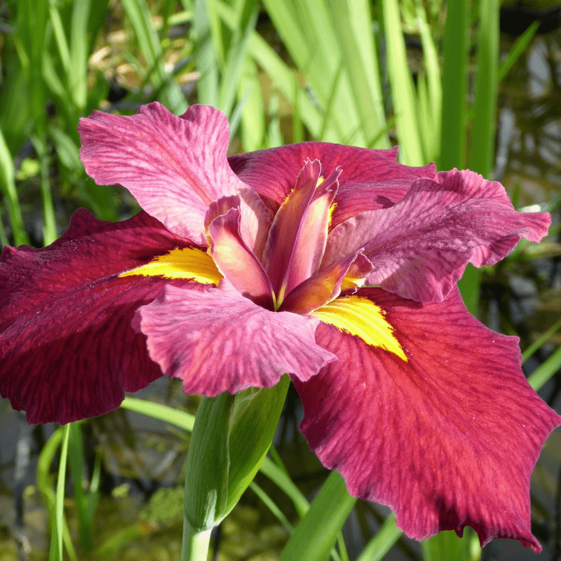 Iris Louisiana Ann Chowning