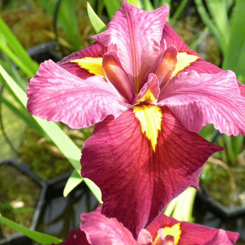 Iris Louisiana Ann Chowning