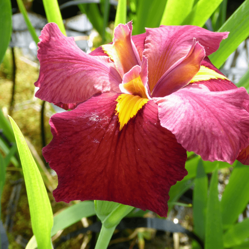 Iris Louisiana Ann Chowning