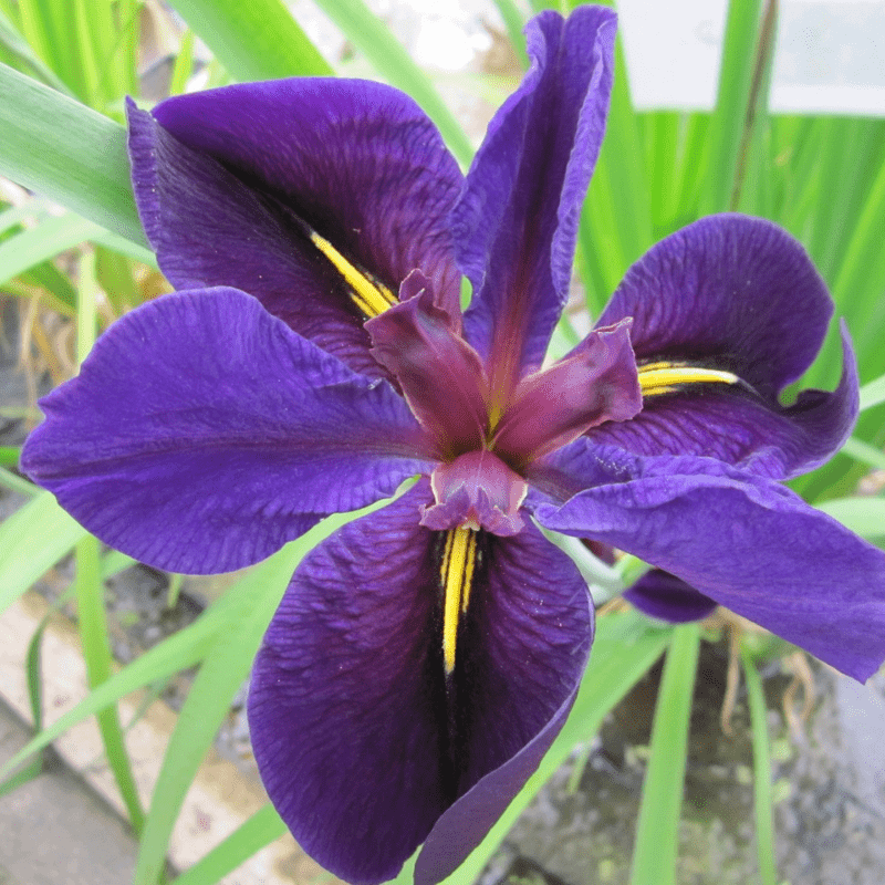 Iris Louisiana Black Gamecock