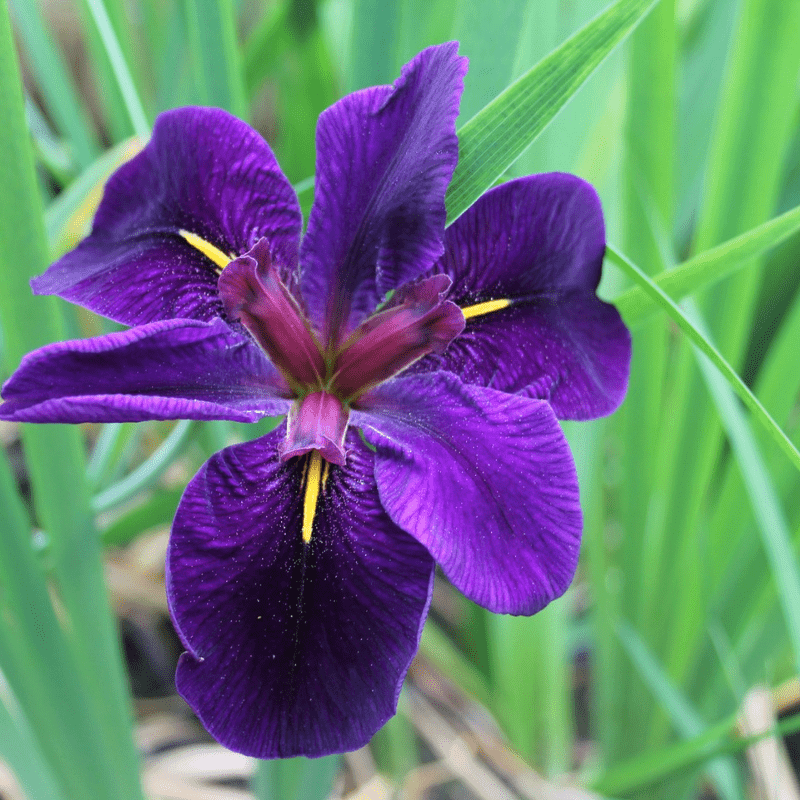 Iris Louisiana Black Gamecock