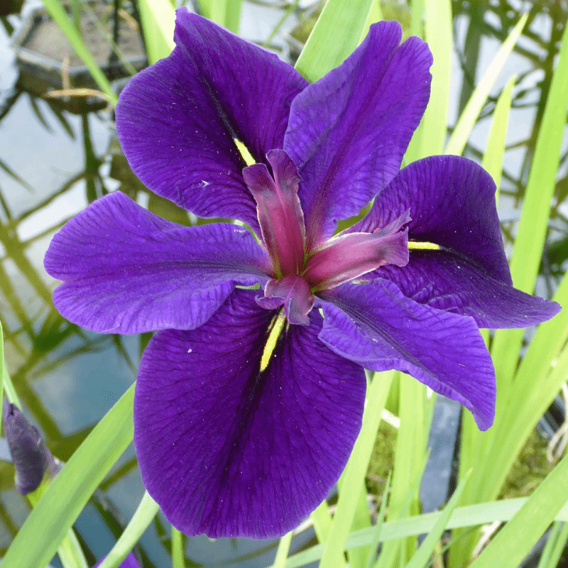 Iris Louisiana Black Gamecock