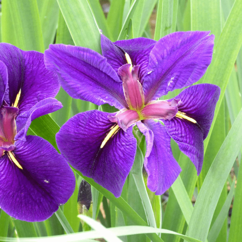 Iris Louisiana Black Gamecock