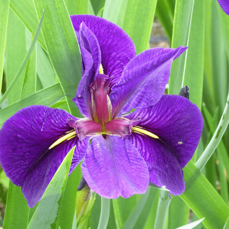 Iris Louisiana Black Gamecock