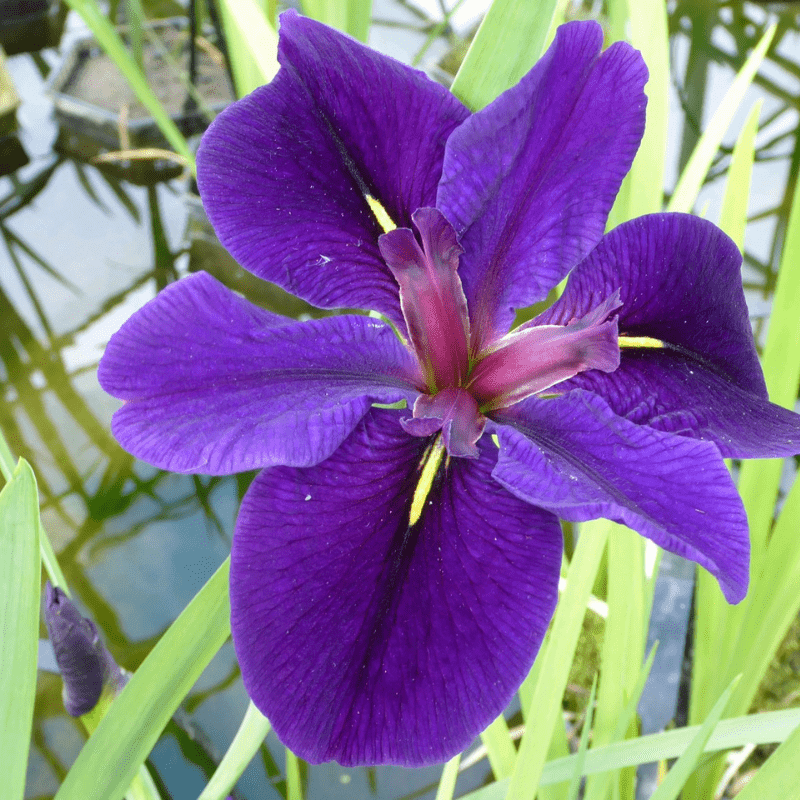 Iris Louisiana Black Gamecock