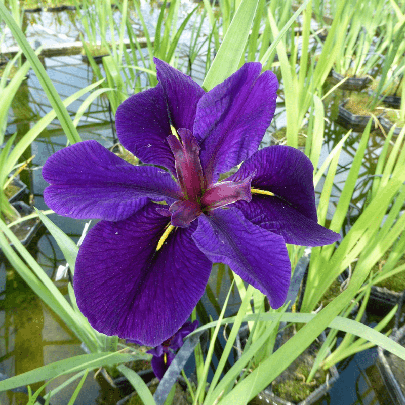 Iris Louisiana Black Gamecock