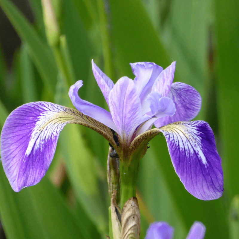 Iris Versicolor Blue Flag