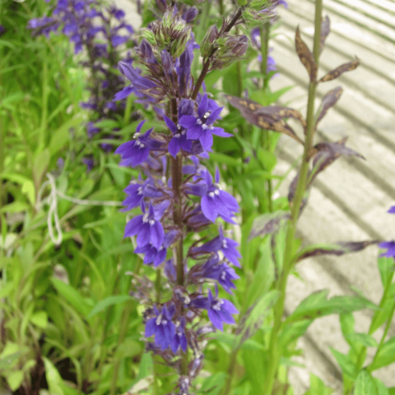 Lobelia Vedrariensis Purple Lobelia