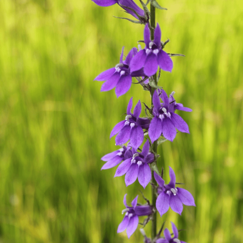 Lobelia Vedrariensis Purple Lobelia