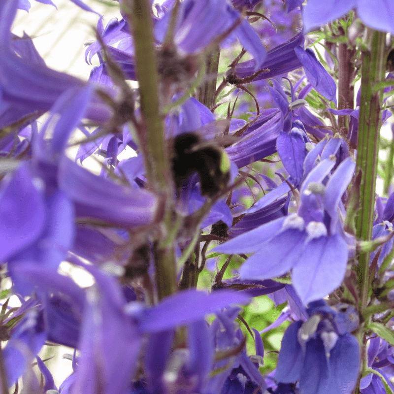 Lobelia Vedrariensis Purple Lobelia