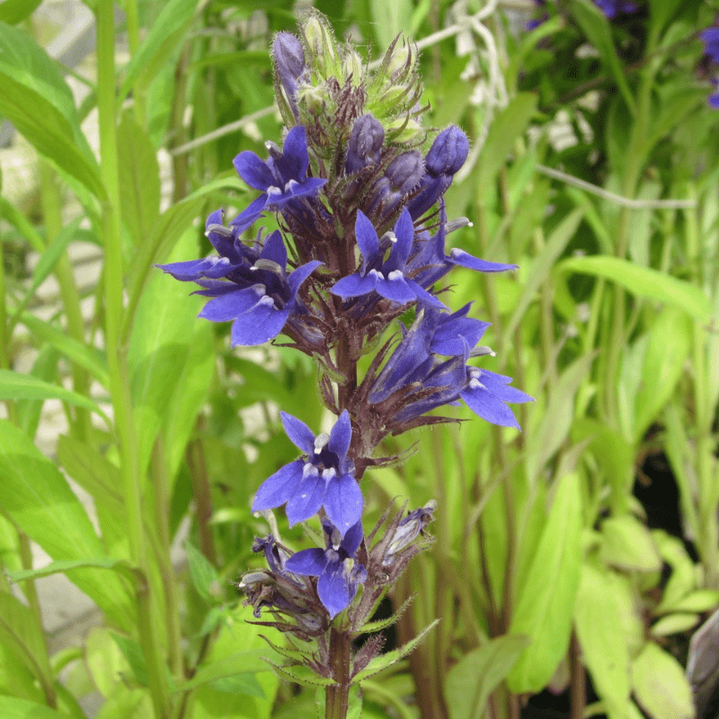 Lobelia Vedrariensis Purple Lobelia