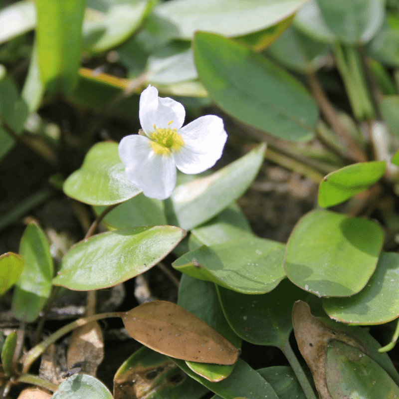 Luronium Natans Floating Water Plantain