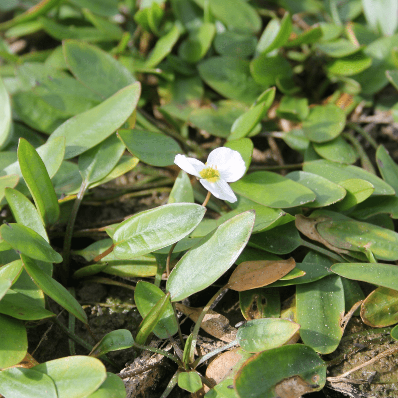 Luronium Natans Floating Water Plantain