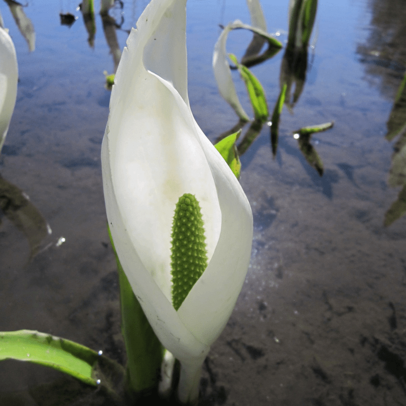 Lysichiton Camtschatcensis White Skunk Cabbage