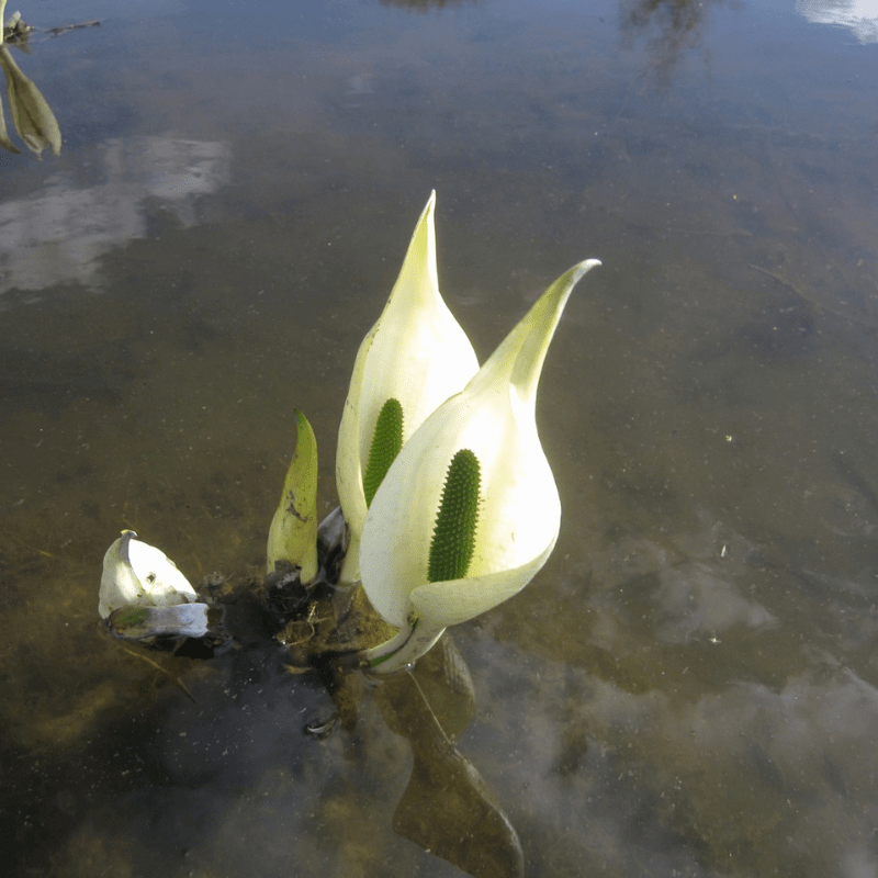 Lysichiton Camtschatcensis White Skunk Cabbage