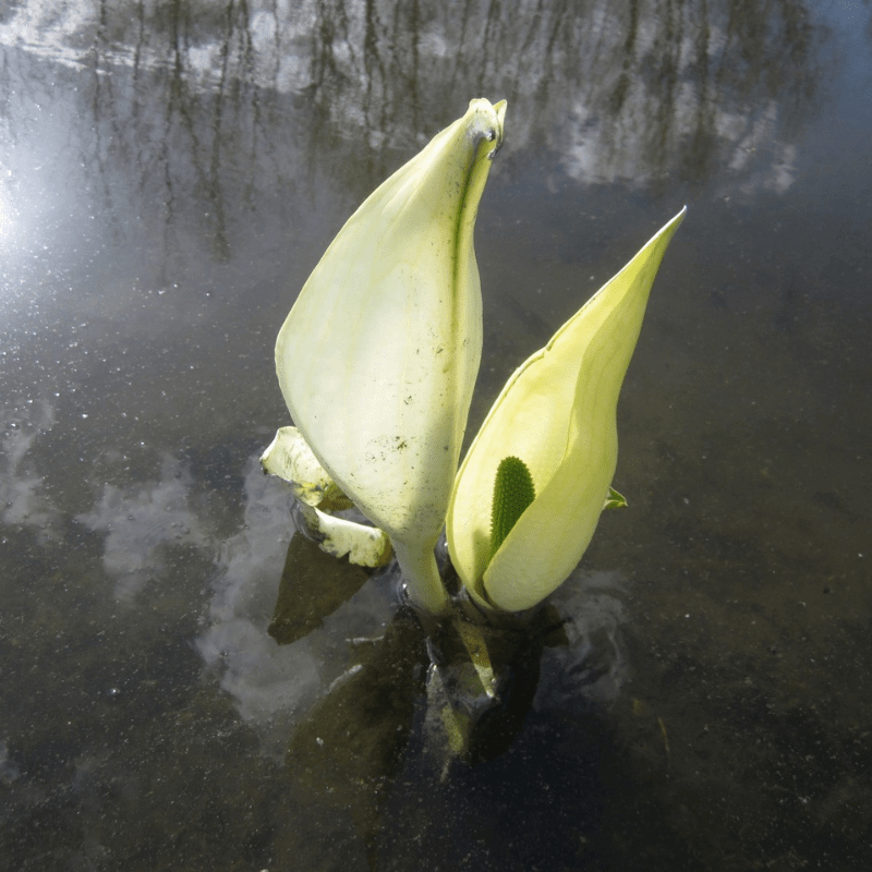 Lysichiton Camtschatcensis White Skunk Cabbage