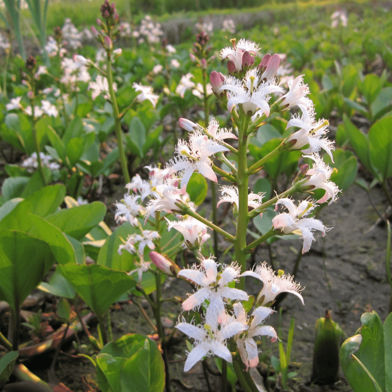 Menyanthes Trifoliata Bog Bean