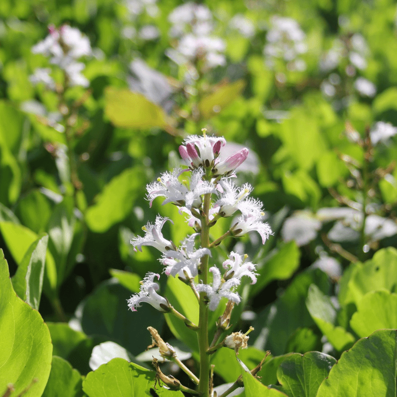 Menyanthes Trifoliata Bog Bean