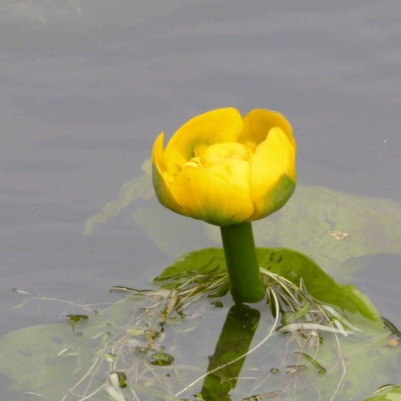 Nuphar Lutea Brandy Bottle Yellow Waterlily