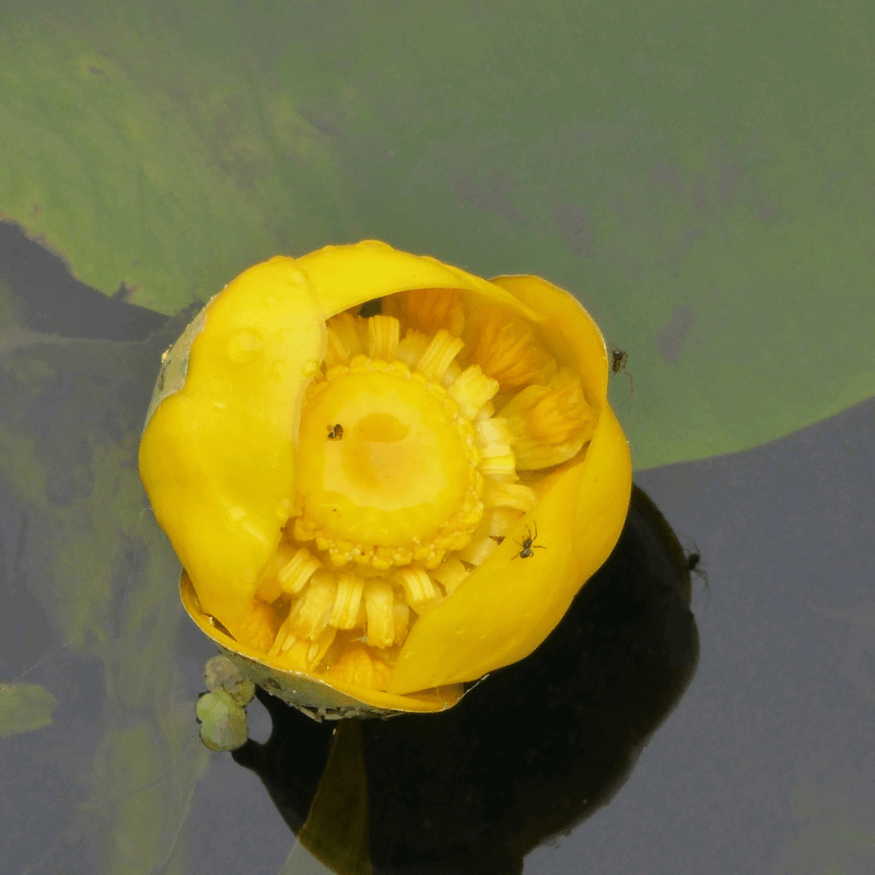 Nuphar Lutea Brandy Bottle Yellow Waterlily