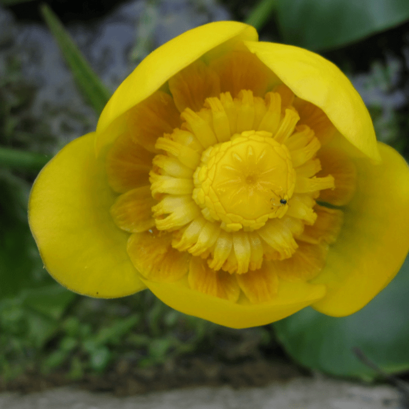 Nuphar Lutea Brandy Bottle Yellow Waterlily