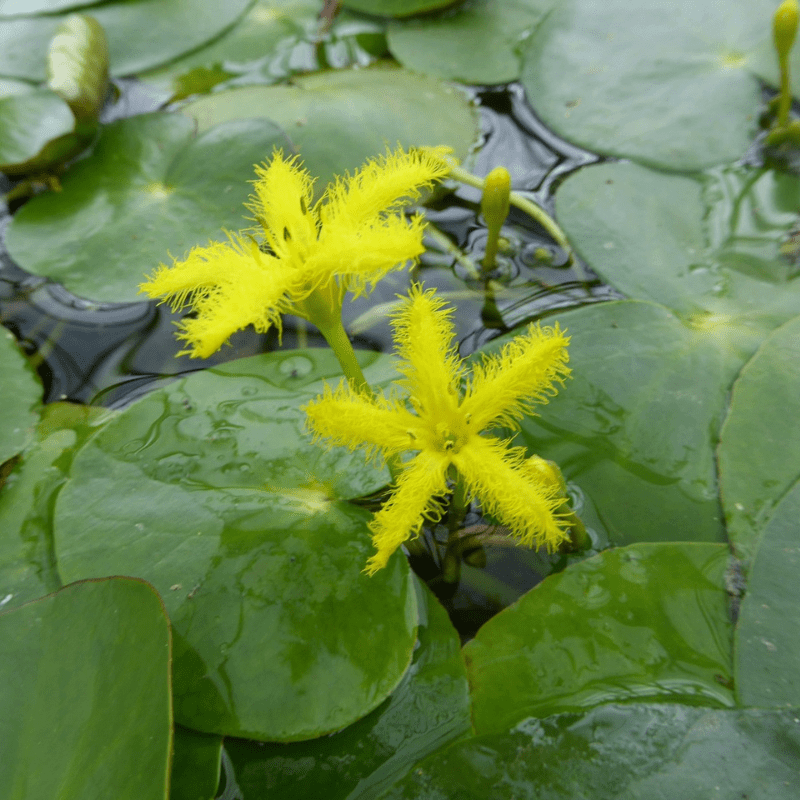 Nymphoides Thunbergiana Yellow Water Snowflake