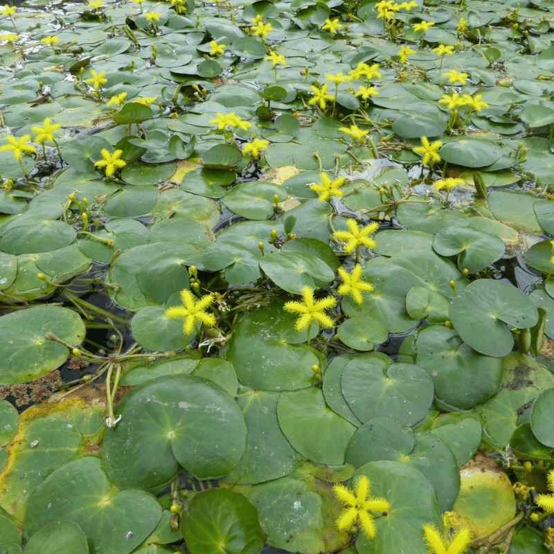 Nymphoides Thunbergiana Yellow Water Snowflake