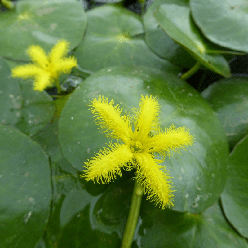 Nymphoides Thunbergiana Yellow Water Snowflake