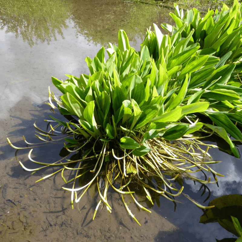 Orontium Aquaticum Golden Club