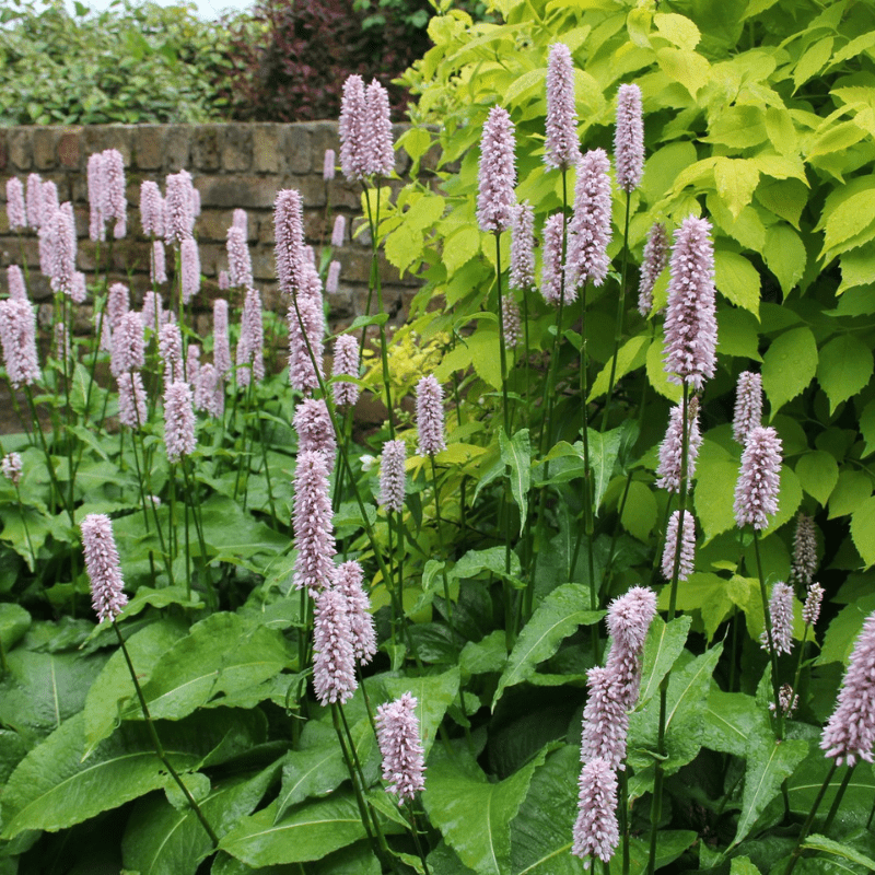 Persicaria Bistorta Common Bistort