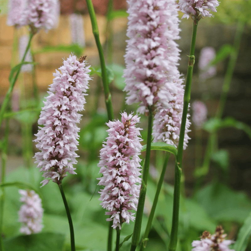 Persicaria Bistorta Common Bistort