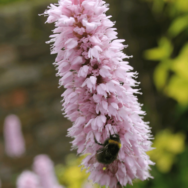 Persicaria Bistorta Common Bistort